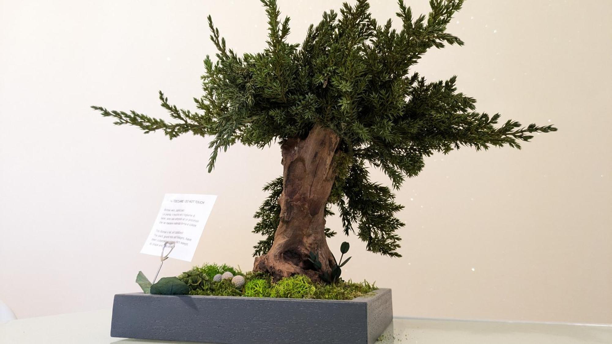Bonsai Bed & Breakfast Фьюмичино Экстерьер фото